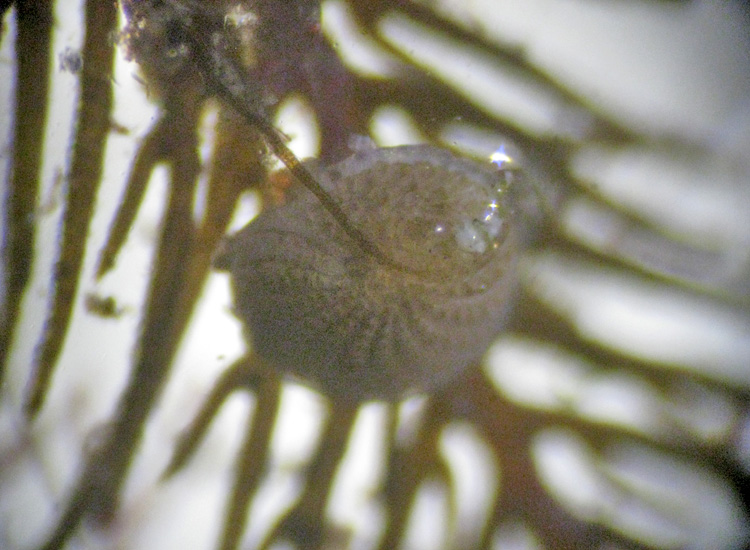 I Foraminifera come non li avevo mai visti!